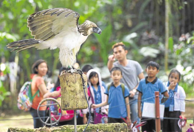 HOPE FOR PHILIPPINE EAGLE  Schoolchildren watch a Philippine eagle named Fighter at the Philippine Eagle Foundation center in Davao City. The sanctuary was set up to save the Philippine eagle, whose population is threatened by relentless hunting and forest destruction. AFP