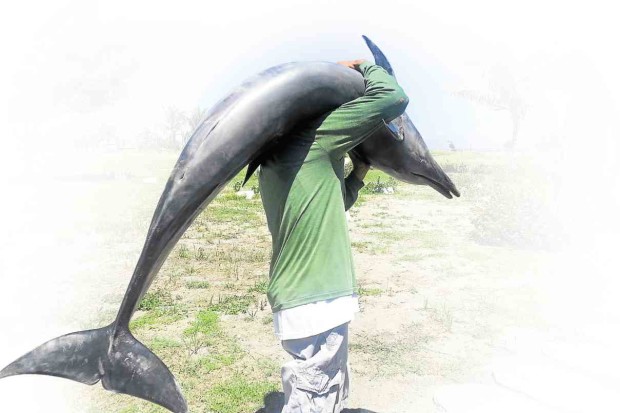 A WORKER carries a dolphin’s carcass for burial at the fish cemetery inside the Bureau of Fisheries and Aquatic Resources compound in Dagupan City.           WILLIE LOMIBAO/INQUIRER NORTHERN LUZON