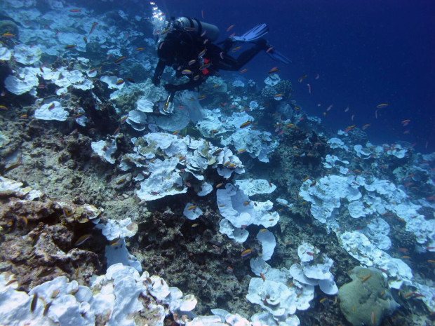This May 2016 photo provided by NOAA shows bleaching and some dead coral around Jarvis Island, which is part of the U.S. Pacific Remote Marine National Monument. Scientists found 95 percent of the coral is dead in what had been one of the worlds most lush and isolated tropical marine reserve. More than 2,000 international reef scientists, policymakers and stakeholders are gathering in Hawaii starting Monday, June 20, 2016, to discuss the latest coral science and what can be done to stop widespread death of the world's reefs.  (Bernardo Vargas-Angel/NOAA via AP)