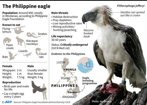 Philippine eagle infogfx