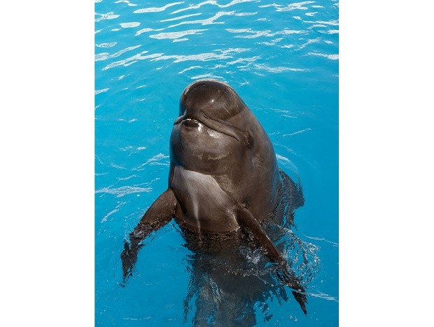 This undated photo provided by SeaWorld San Diego shows Bubbles, a short-finned pilot whale that lived at SeaWorld San Diego for nearly 30 years. The park reported that Bubbles died Thursday, June 9, 2016. She was believed to be in her mid-50s. A necropsy will be performed to determine the cause of death. (Mike Aguilera/SeaWorld San Diego via AP) MANDATORY CREDIT