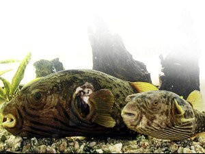 Puffer fish (File photo from nataliadj.com)