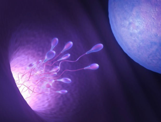 sperm-cells