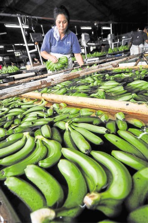 A WORKER prepares freshly harvested bananas for packaging in an export company in Tagum City in Davao del Norte province. INQUIRER PHOTO