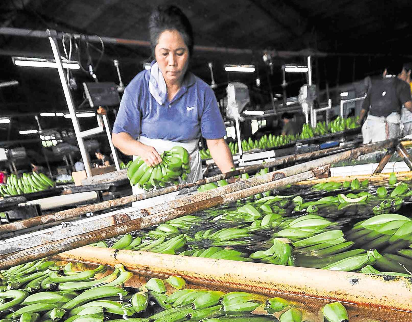 Banana farmers pushed out of land awarded to them by DAR in Tagum ...