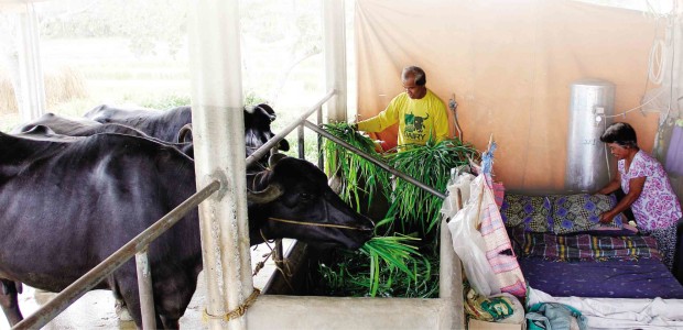 DAIRY farmer Victoriano Dumale feeds his lactating carabaos while wife Dominga fixes their bed beside the animals’ feeding trough. Anselmo Roque/Inquirer Central Luzon