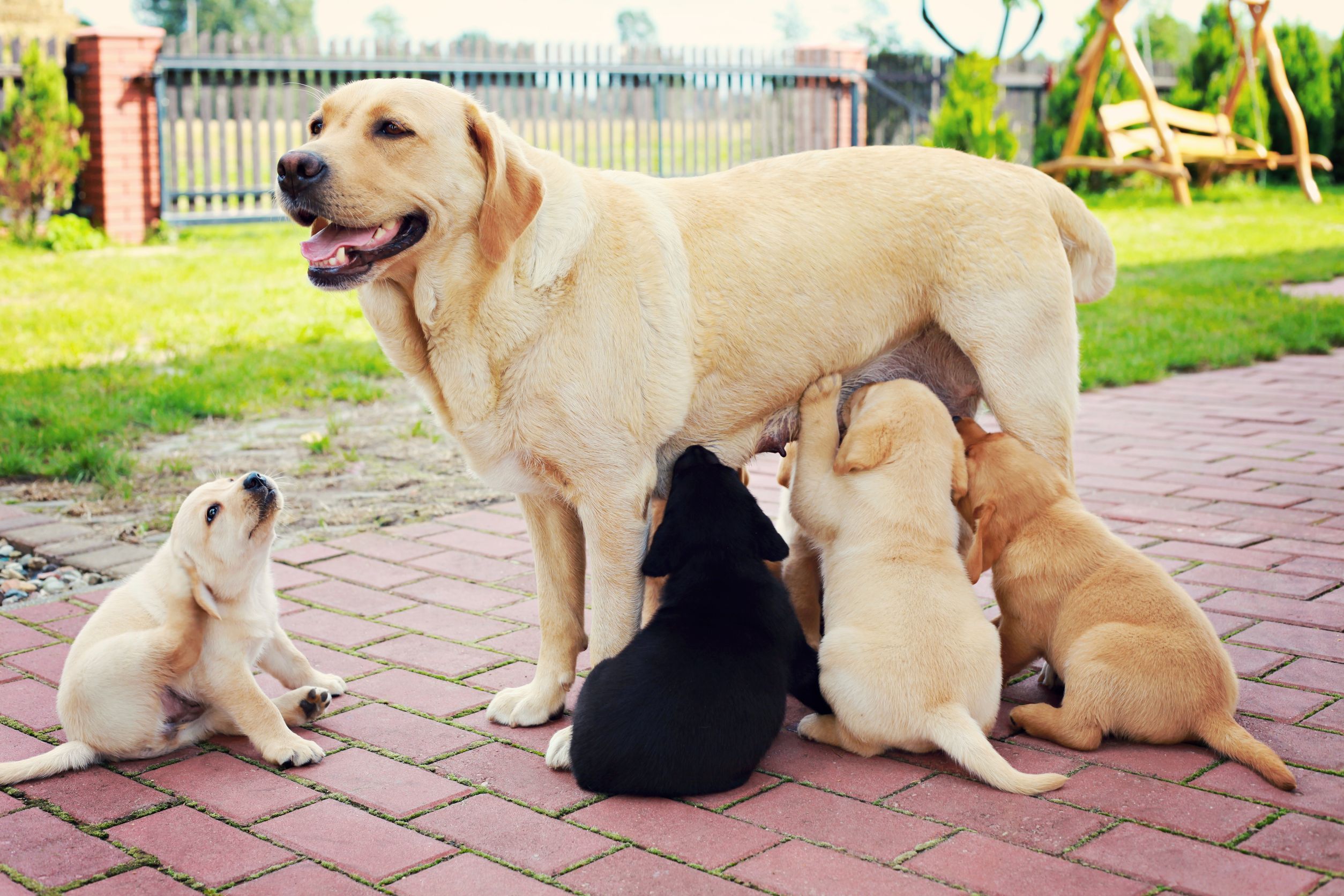 Русские мама собаками. Мама собака и щенок. Лабрадор мама с щенками. Щенки с мамой. Самка собаки.