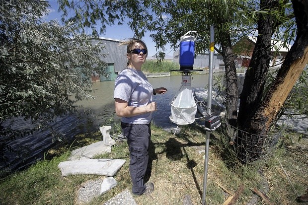Nadja Mayerle with the Salt Lake City Mosquito Abatement District collects a mosquito trap Tuesday, July 19, 2016, near the marshes, in Salt Lake City. Health authorities in Utah are investigating a unique case of Zika found in a person who had been caring for a relative who had an unusually high level of the virus in his blood. Exactly how the disease was transmitted is still a mystery, though the person has since recovered. AP 
