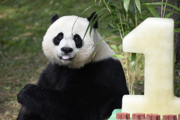 Mei Xiang, mother of giant pande cub Bei Bei, eats Bei Bei's birthday cake at the National Zoo in Washington, Saturday, Aug. 20, 2016, during a celebration of Bei Bei's first birthday. (AP Photo/Sait Serkan Gurbuz)