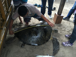 An 80-kilogram dead male green sea turtle (Chelonia mydas) is being examined by personnel of the local non-profit organization Wildlife in Need Foundation. The animal's carcass washed up near the shoreline of a beach area inside the Subic Bay Freeport on Thursday (August 18). ALLAN MACATUNO/INQUIRER CENTRAL LUZON