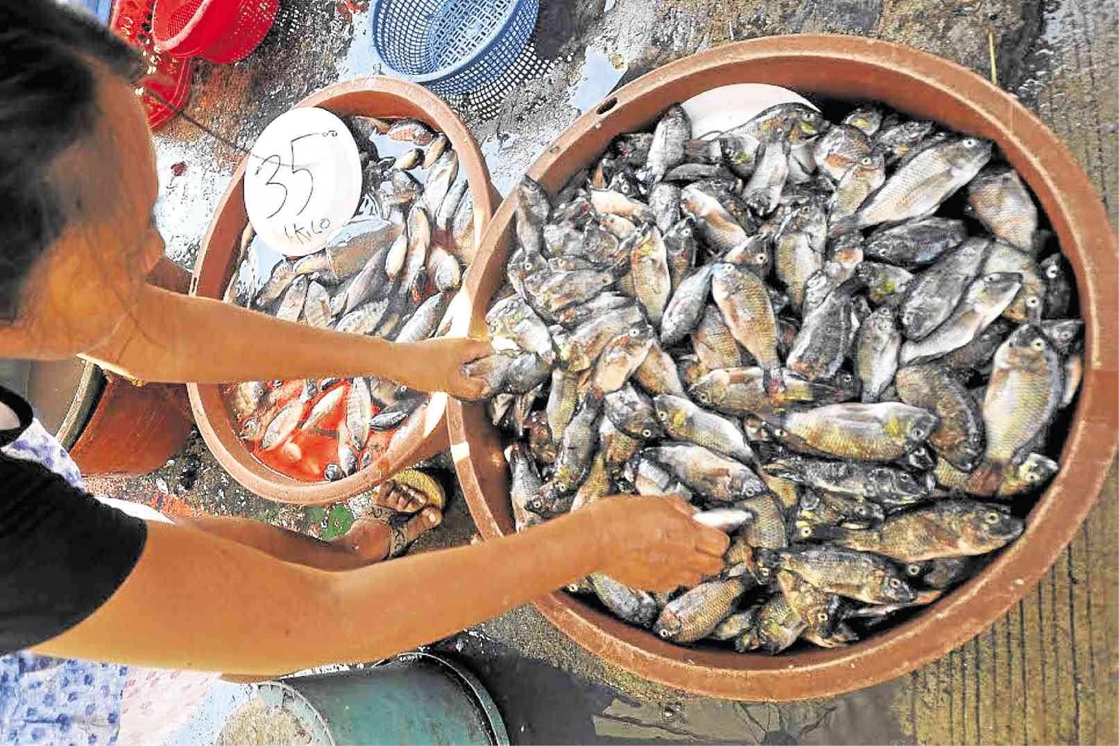 INVASIVE FISH Tubs of “tilapiang Gloria,” locally known as “molmol,” are sold in Dagupan City’s fish market. 