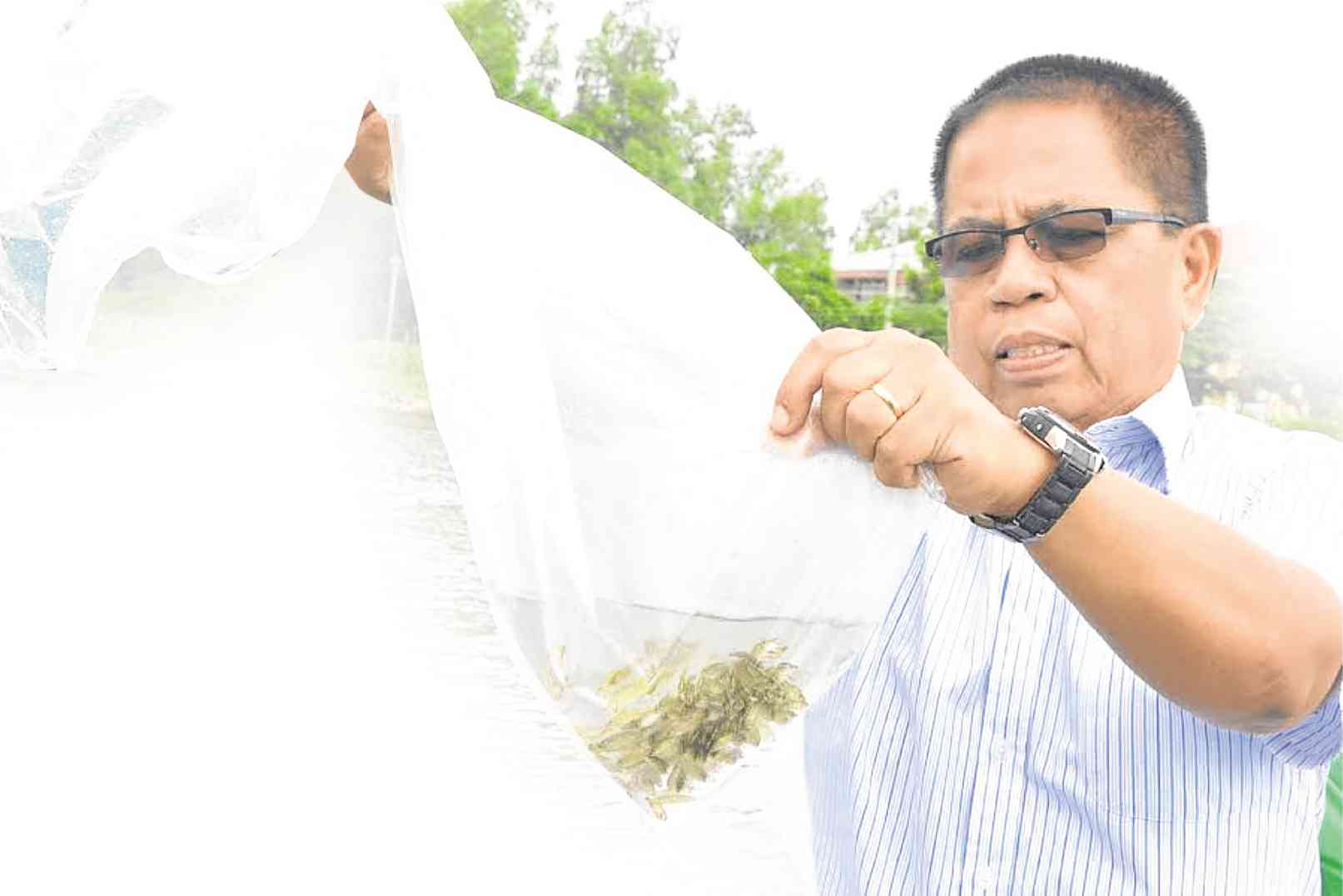 Westly Rosario, NIFTDC chief, holding a bag of sea bass fingerlings that would be released into a river in Dagupan. WILLIE LOMIBAO AND RAY ZAMBRANO / Inquirer Northern Luzon