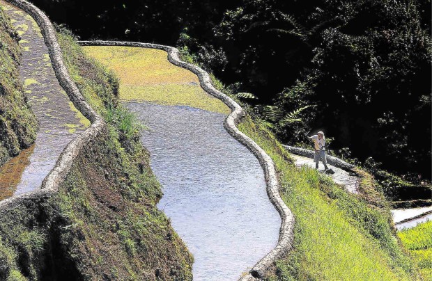IFUGAO farmers have been tending to their rice terraces by hand for hundreds of years. But the government intends to offer terrace rice producers machinery to improve their yield. EV ESPIRITU/INQUIRER NORTHERN LUZON