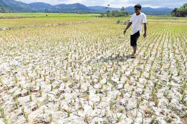 PARCHED Farmer Dante Bagas inspects a paddy in his 3-hectare rice farm that was hit by the dry spell in the village of Burungutan in North Upi town, Maguindanao province, early this year. JEOFFREY MAITEM / Inquirer Mindanao 21drought