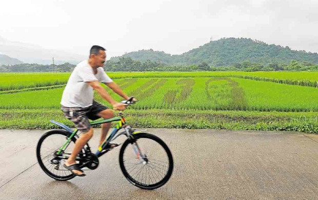 A RICE paddy in Los Baños town in Laguna province, featuring President Duterte’s image, gives farming a twist. CLIFFORD NUÑEZ / Inquirer Southern Luzon