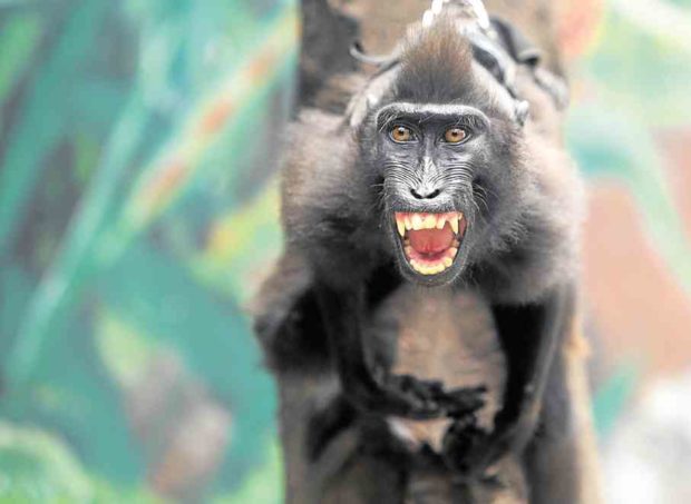 THIS MONKEY will not find a home in a proposed aviary that will be housed in the Compania Maritima Building (above) in Cebu City when plans to shut down the city zoo push through. TONEE DESPOJO/CEBU DAILY NEWS