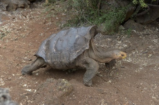 STILL AT IT Diego, a tortoise of the endangered “Chelonoidis hoodensis” subspecies from Española Island, is kept at a breeding center at Galapagos National Park on Santa Cruz Island in the Galapagos archipelago, located some 1,000 kilometers off Ecuador’s coast. AFP