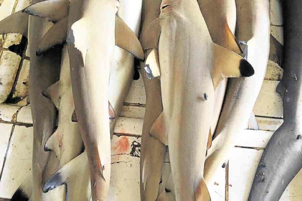 YOUNG blacktip reef sharks being sold at Sipalay City public market for P100 per kilogram CONTRIBUTED PHOTO