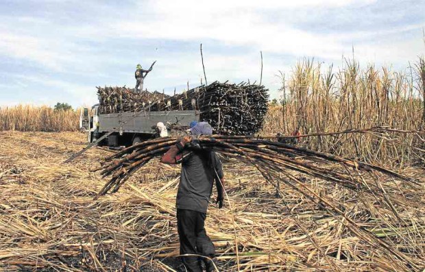 SUGAR workers have toiled for decades at Hacienda Luisita until land reform and a recent Supreme Court order compelled their employers to give them a piece of the land. E.I. REYMOND OREJAS/CONTRIBUTOR
