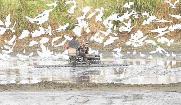 Birds are regular companions of farmers working in Candaba Swamp. —JOAN BONDOC