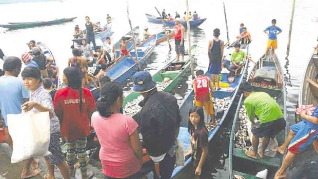 Fish cage operators in Lake Buhi in Camarines Sur province harvest tilapia that survived the latest fish kill in the lake that forced the fish cage owners to sell their produce for as low as P5 per kg. —NONIE ENOLVA/CONTRIBUTOR
