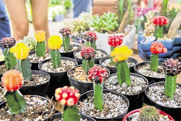 THORNY AND BEAUTIFUL Cacti of various colors at the recent Los Baños Flower and Garden Show. —KIMMY BARAOIDAN