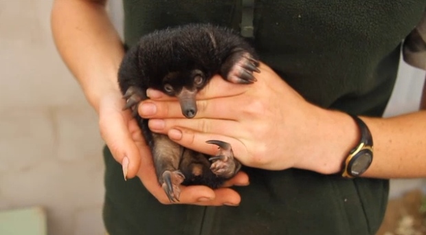 A baby spiny anteater, also known as a puggle, at Australia's Taronga Zoo. Screengrab from AFP's video