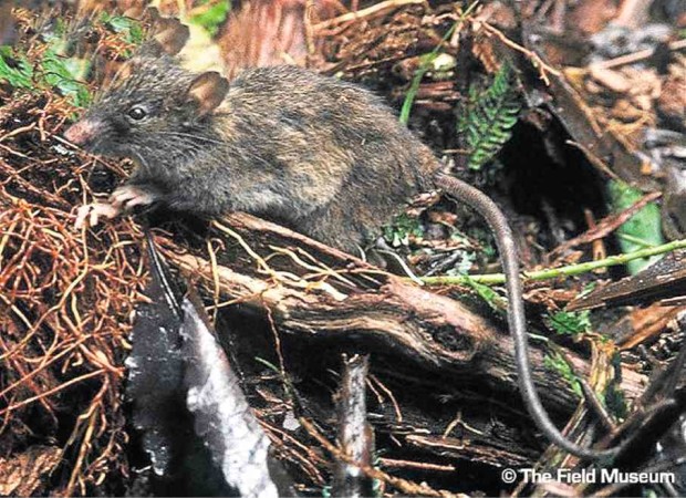 The forests of Camiguin are home to the forest mouse 