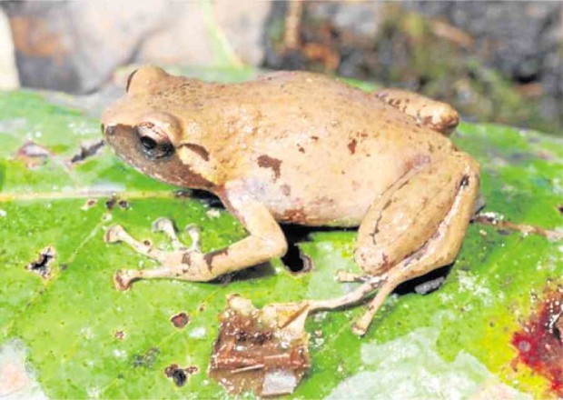The forests of Camiguin are home to the narrow-mouthed frog