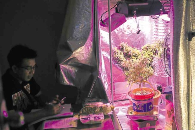 The potted ‘pot’ found inside an Antipolo City residence are grown with the help of insulation, lighting and cooling systems. —RAFFY LERMA