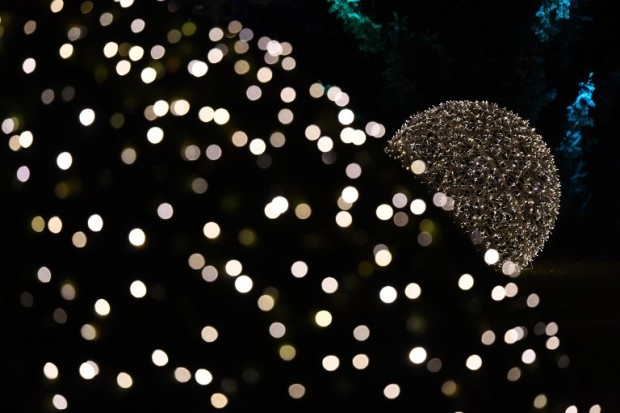 Hundreds of lights glitter at the Botanical Garden during the "Christmas Garden Berlin" in Berlin on December 23, 2016. / AFP PHOTO / dpa / Ralf Hirschberger / Germany OUT