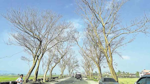 This section of the diversion road in Polangui town in Albay province is famous for its “tree tunnel.” But strong winds accompanying Typhoon “Nina” (international name: Nock-ten) stripped the trees of its leaves, giving motorists an eerie sight.  —MARK ALVIC ESPLANA