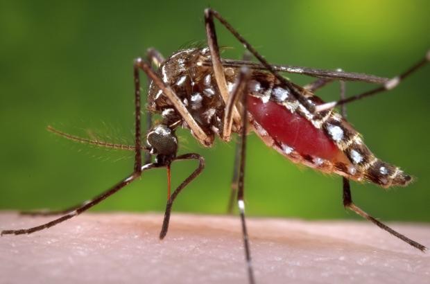 The photo shows a mosquito that brings dengue which cases in 15 regions in the Philippines have already reached above threshold worrying the DOH