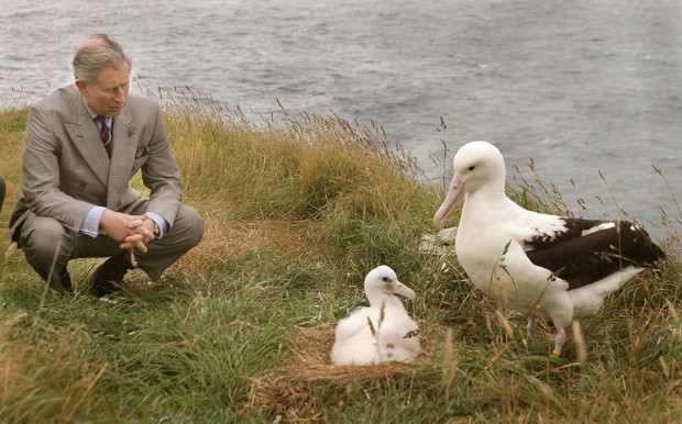 The Prince of Wales studies an albatross chick at the Royal Albatross Centre at Taiaroa Head, 06 March 2005. The Prince was at the centre to see the work of the team that are trying to help preserve the endangered species, who nest their every summer to breed on the rocky outcrop overlooking the Pacific Ocean.      AFP PHOTO/IAN JONES/WPA POOL / AFP PHOTO / POOL / IAN JONES