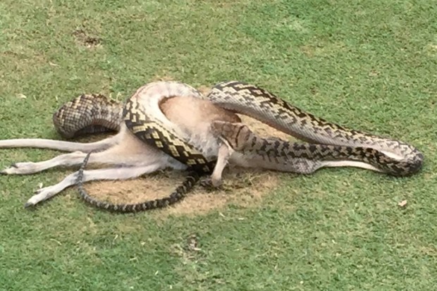 A python is seen wrestling with a wallaby in the middle of a fairway on a golf course in Cairns, Australia. Photo from AFP. 