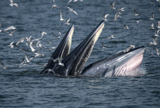 This picture taken on November 20, 2016 shows a mother Bryde's whale (front) and her calf feeding on anchovies in the Gulf of Thailand, off the coast of Samut Sakhon province. It's a rare glimpse of marine life in its natural habitat, in a kingdom overrun with mass tourist attractions such as aquariums and dolphin shows. Once a dream for scuba divers, many of Thailand's coral reefs have been dulled by pollution, over-fishing and increased boat traffic, as well as over-enthusiastic swimmers.  / AFP PHOTO / Lillian SUWANRUMPHA / TO GO WITH AFP STORY: "Thailand-Lifestyle-Whales-Tourism", FEATURE by Delphine THOUVENOT