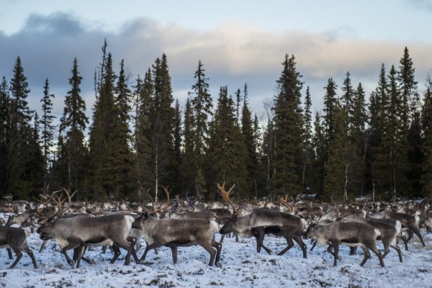 Reindeers belonging to Vilhelmina Norra Sameby run during  a reindeer herding on October 28, 2016 near the village of Dikanaess, about 800 kilometers north-west of the capital Sweden. / AFP PHOTO / JONATHAN NACKSTRAND