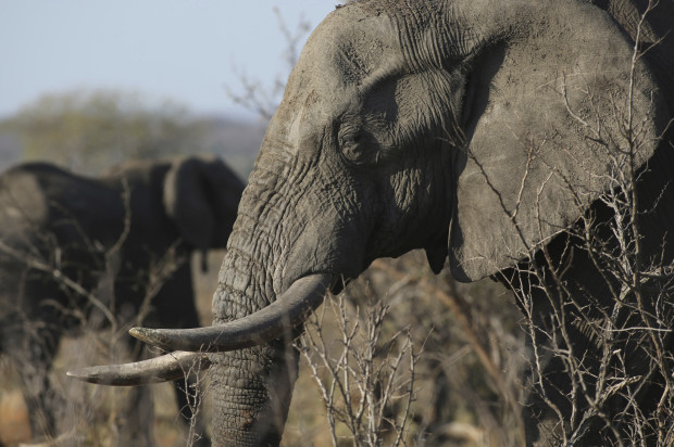 elephant, ivory