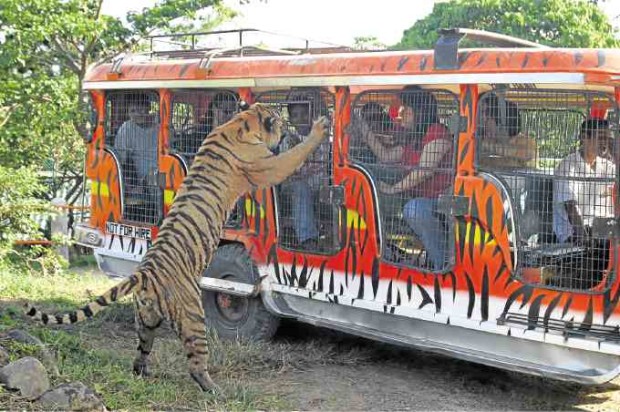A safari vehicle protects tourists as they get near a tiger.