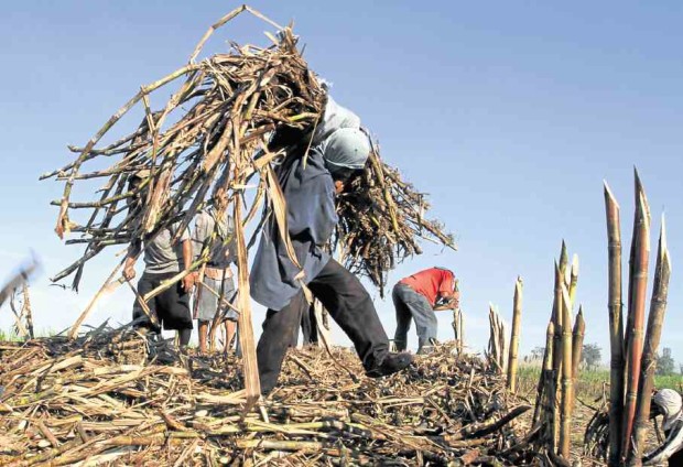 In Tarlac province, sugarcane growers in Hacienda Luisita have hired “sacada”  (surgarcane plantation workers) from Mindanao as locals turn down offers to work the fields. —GRIG C. MONTEGRANDE