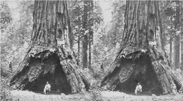 The photo shows the Pioneer Cabin Tree in California before it was hallowed out in the 1800s to allow cars and tourists to pass through. The tree believed to be 1,000 years old fell on Jan. 8, 2017, amid a violent storm. WWW.CSUS.EDU PHOTO