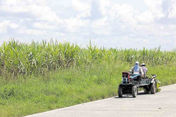 Rows of sugarcane line roads inside Hacienda Luisita, an estate owned by the family of former President Benigno Aquino and now embroiled in the alleged trafficking of workers from Bukidnon province. —NIÑO JESUS ORBETA