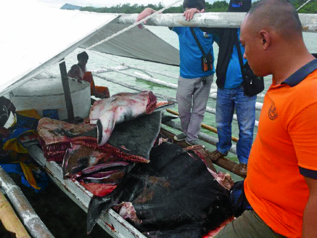 Personnel from Philippine Coast Guard (PCG) and Bureau of Fisheries and Aquatic Resources (Bfar) in Bohol have confiscated at least 2 tons or 2,000 kilos of sliced manta ray meat locally known as “sanga” in Baclayon town, Bohol province on Thursday.  PHOTO COURTESY: RALPH BARAJAN/PCG-PANGLAO 