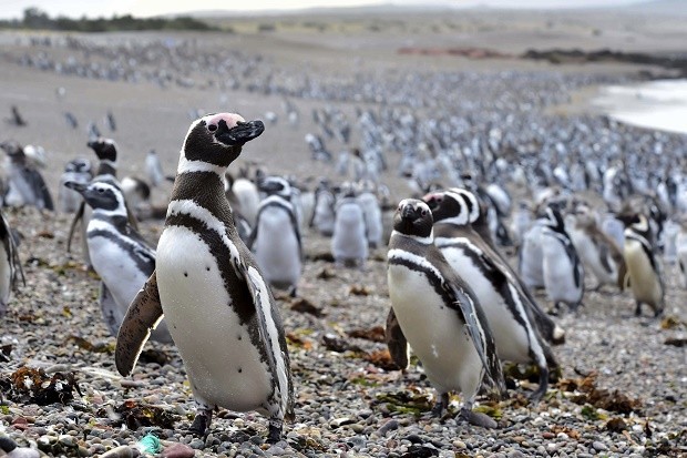  Argentina Penguins, 