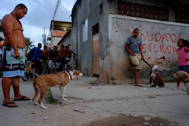 Residents of Rio de Janeiro's Cidade de Deus shantytown gather with their pit bull dogs, on February 23, 2013. AFP PHOTO/Christophe Simon / AFP PHOTO / CHRISTOPHE SIMON