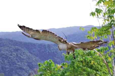 Philippine Eagle pair lands in Singapore