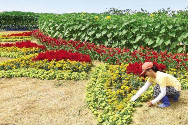A worker tends to a flower patch at the ABC demo farm. —WILLIE LOMIBAO