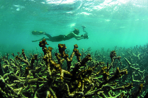 DEAD CORALS  An underwater photographer documents an expanse of dead corals off Lizard Island on Australia’s Great Barrier Reef in this photo taken in May last year and released by The Ocean Agency/XL Catlin Seaview Survey. —AP