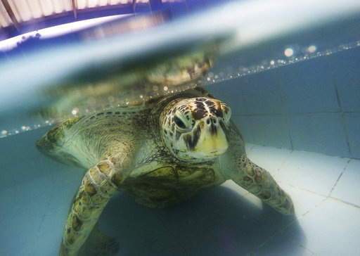 In this Friday, March 3, 2017 photo, the female green green turtle nicknamed "Bank" swims in a pool at Sea Turtle Conservation Center n Chonburi Province, Thailand.  A Thai veterinarian says the 25-year-old sea turtle has slipped into a coma two weeks after it had life-saving surgery to remove 915 coins from its stomach. Tourists seeking good fortune had tossed loose change into a public pond where the turtle lived in Chonburi province, outside Bangkok. Eventually, the money formed a 5-kilogram (11-pound) weight that cracked Bank’s shell. (AP Photo/Sakchai Lalit)
