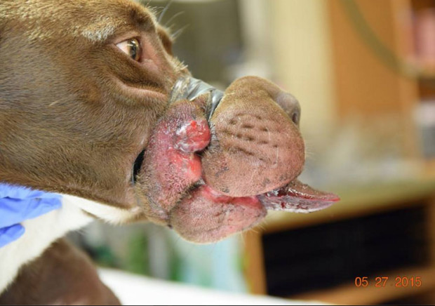 This photo released by the Charleston Animal Society shows the severity of the injuries of Caitlyn, Staffordshire bull terrier mix, after her owner taped her muzzle shut to prevent her from barking. The owner, William Dodson, has been sentenced to five years in jail for animal cruelty. PHOTO GRAB FROM THE CHARLESTON ANIMAL SOCIETY FACEBOOK PAGE